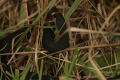 Elapognathus minor