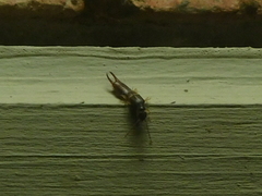 Spongiphoridae