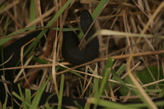 Elapognathus minor
