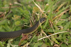 Elapognathus minor