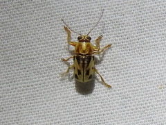 Pachybrachis bivittatus