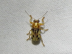 Pachybrachis bivittatus