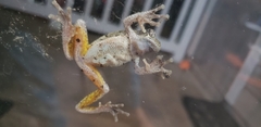 Hyla chrysoscelis