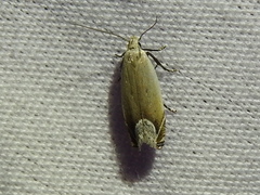 Anacampsis paltodoriella