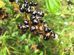 Ceanothus thyrsiflorus