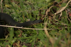 Elapognathus minor