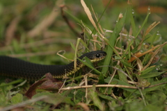 Elapognathus minor