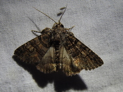 Metalectra diabolica