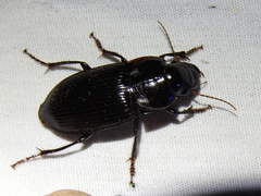 Harpalus caliginosus