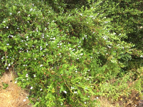 Ceanothus thyrsiflorus