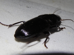 Harpalus caliginosus