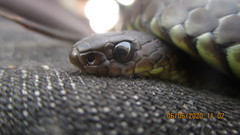 Elapognathus minor