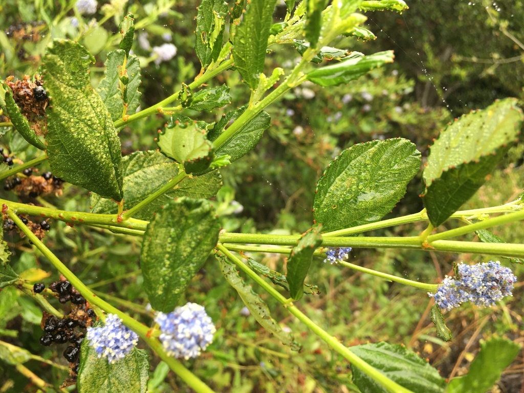 Ceanothus thyrsiflorus, Jacks Peak Rd, Carmel, CA, US