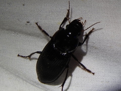 Harpalus caliginosus