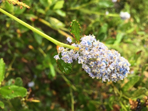 Ceanothus thyrsiflorus