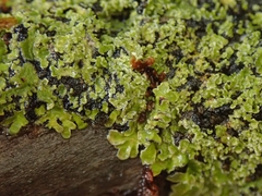 Pannaria athroophylla