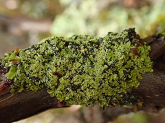 Pannaria athroophylla