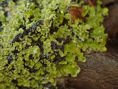 Pannaria athroophylla