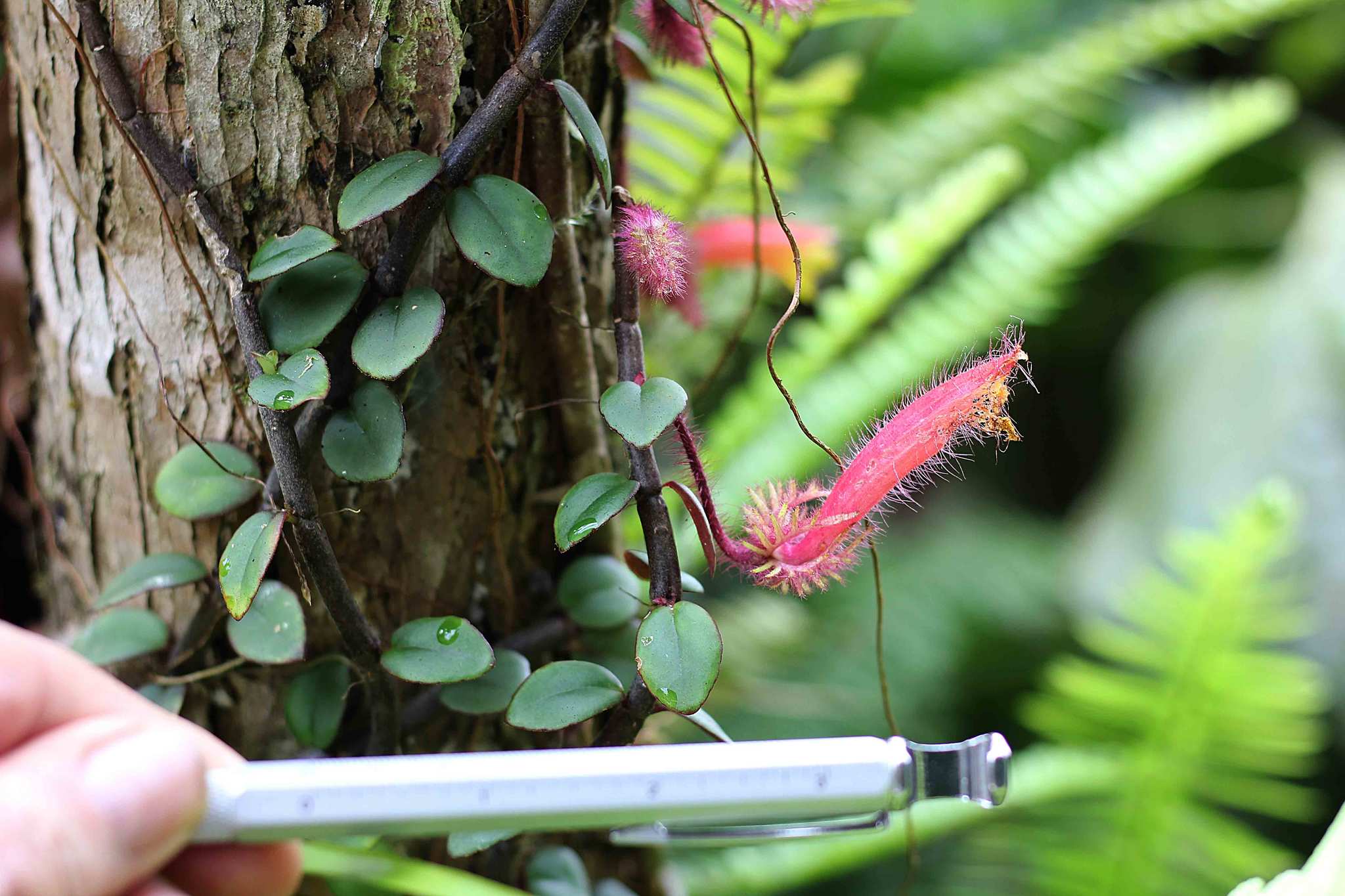 Columnea moorei