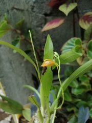 Prosthechea livida
