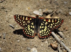 Euphydryas chalcedona chalcedona