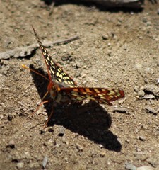Euphydryas chalcedona chalcedona