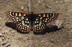 Euphydryas chalcedona chalcedona