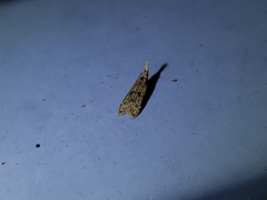 Dichomeris punctipennella