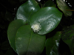 Eugenia gryposperma