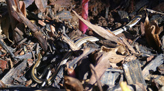 Thamnophis proximus proximus