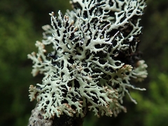 Hypogymnia lugubris