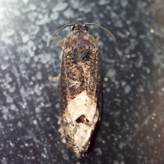 Ecdytolopha