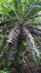Lepidozamia hopei