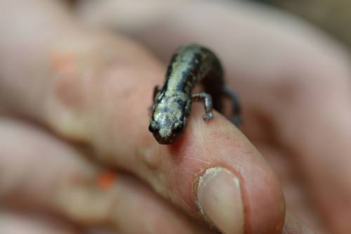 Plethodon welleri