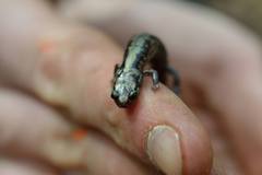 Plethodon welleri
