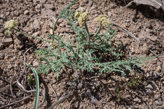 Lomatium nevadense
