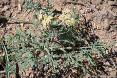Lomatium nevadense