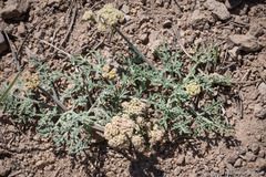 Lomatium nevadense