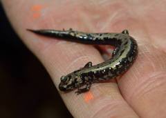Plethodon welleri