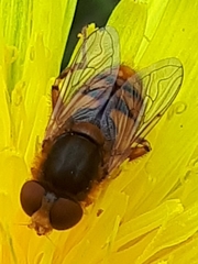 Parhelophilus obsoletus