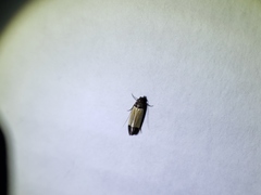 Anacampsis coverdalella