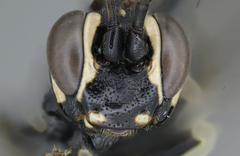 Coelichneumon azotus