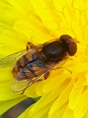 Parhelophilus obsoletus