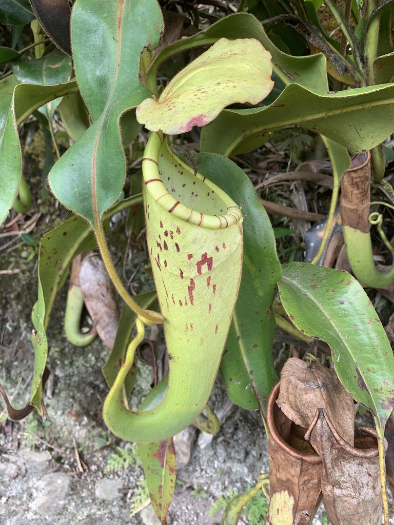 Nepenthes chaniana