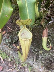 Nepenthes chaniana