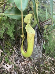 Nepenthes chaniana