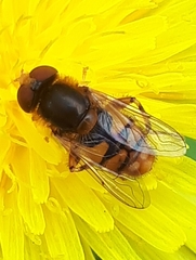 Parhelophilus obsoletus