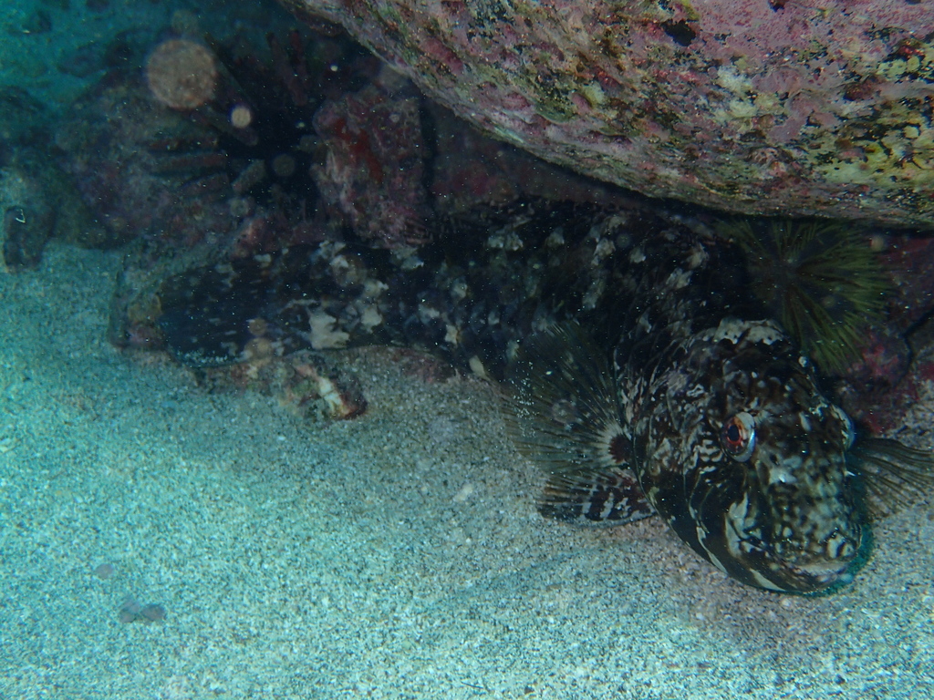 Loosetooth Parrotfish
