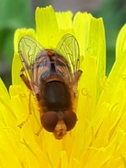 Parhelophilus obsoletus