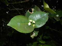 Eugenia gryposperma